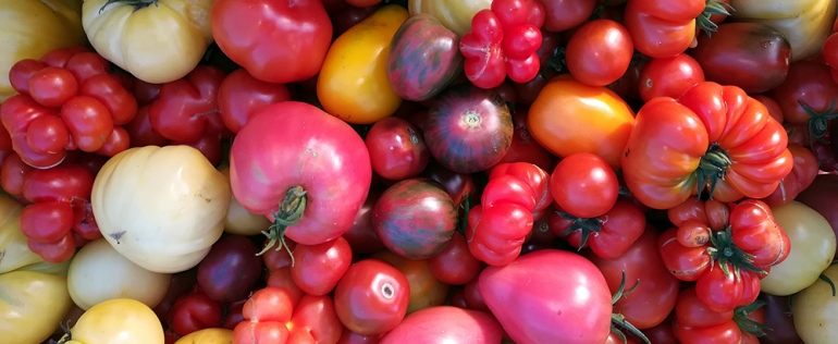 Bio-Tomaten in Hülle und Fülle